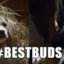Adorable Puppies Are The Reason I Watch The Super Bowl [VIDEO]