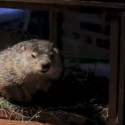 Groundhogs Disagree on Prediction for Spring [VIDEO]