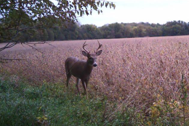 A deer in a field