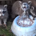 Raccoon Drinks Milk by Dunking Head in it [VIRAL VIDEO]