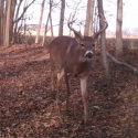 Watch For Deer More This Weekend, It’s IL First Deer Season