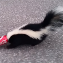 Would YOU risk getting sprayed to help the skunk? [VIRAL VIDEO]
