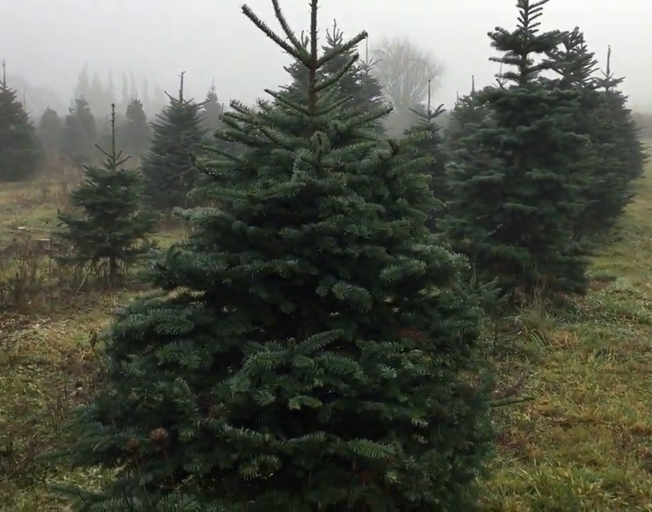 A Christmas tree farm