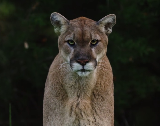 A mountain lion