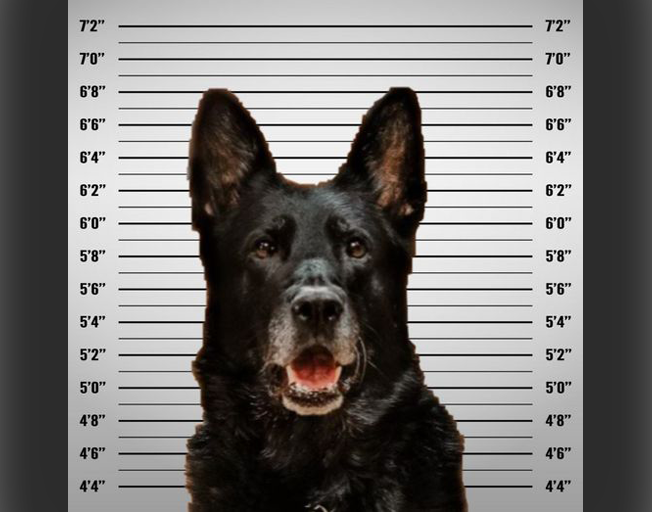 Wyandotte Police Department K9 Officer Ice