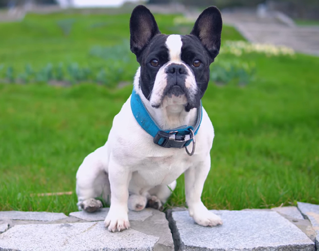 A French Bulldog