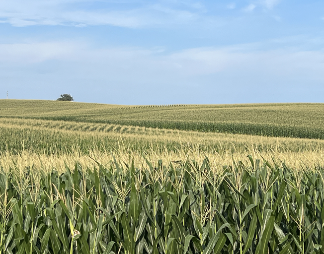A Field of Corn