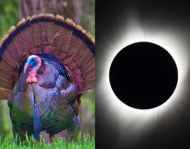 A Wild Turkey and a Total Solar Eclipse